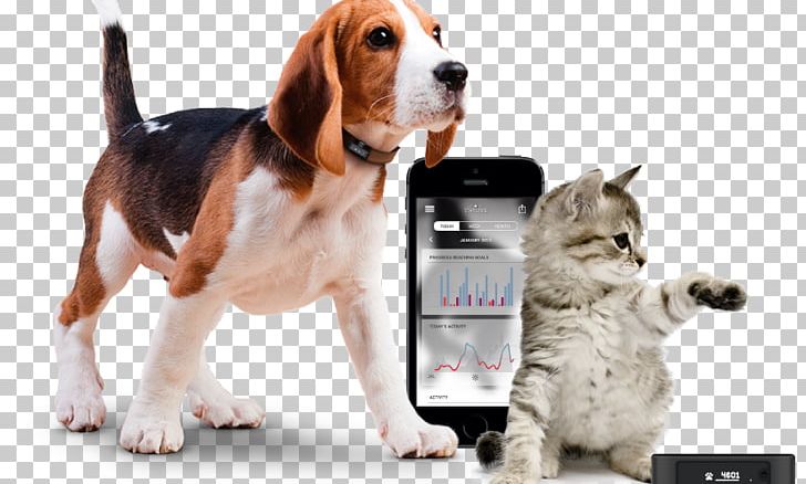 Cat Dog GPS Navigation Systems GPS Tracking Unit Tracking System PNG, Clipart, Animals, Beagle, Cat, Cat Like Mammal, Collar Free PNG Download