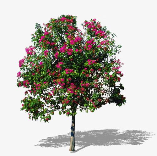 Flowering Tree Material Market PNG, Clipart, Flowering, Flowering Clipart, Green, Market, Market Clipart Free PNG Download