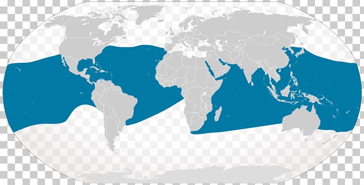 Giant Oceanic Manta Ray Whale Shark Cetacea Batoidea PNG, Clipart, Area, Batoidea, Business, Cetacea, Earth Free PNG Download