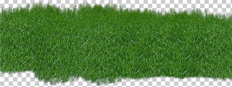 Grass Green Lawn Plant Grass Family PNG, Clipart, Artificial Turf, Fodder, Grass, Grass Family, Grassland Free PNG Download
