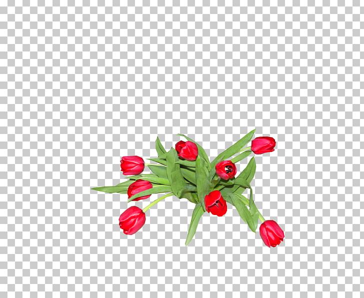 Cut Flowers Flowering Plant Plant Stem Petal Fruit PNG, Clipart, Cut Flowers, Flower, Flowering Plant, Fruit, Lale Free PNG Download