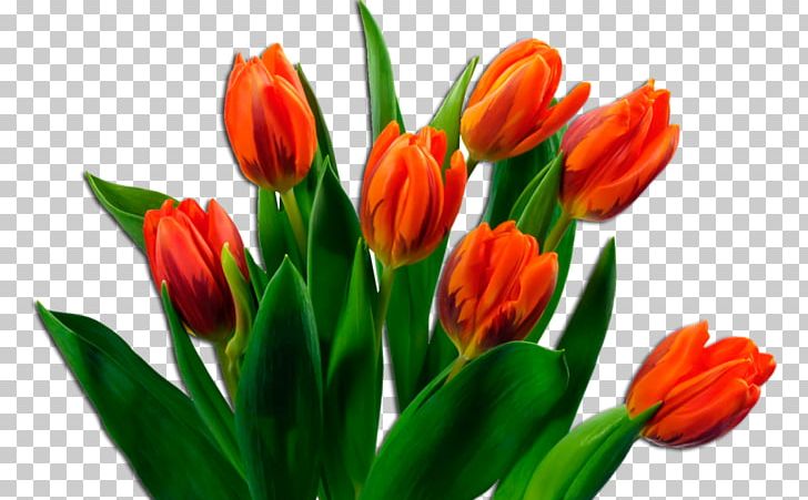 Flower Bouquet Tulip PNG, Clipart, Bud, Cut Flowers, Desktop Wallpaper, Download, Floral Design Free PNG Download