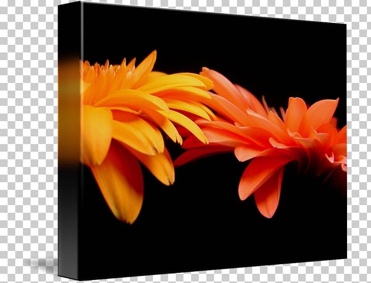 Transvaal Daisy Gallery Wrap Orange Canvas Art PNG, Clipart, Art, Canvas, Common Daisy, Daisy Family, Flower Free PNG Download