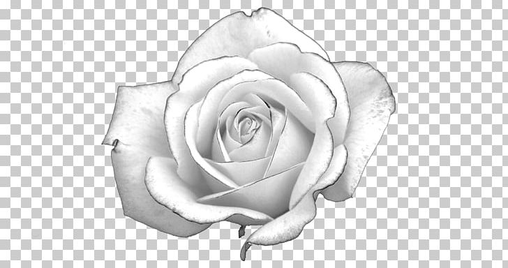 White Rose Light Presentation PNG, Clipart, Black And White, Body Jewelry, Chris Weitz, Cut Flowers, Drawing Free PNG Download