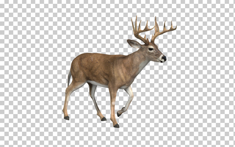 Reindeer PNG, Clipart, Antler, Deer, Elk, Fawn, Horn Free PNG Download