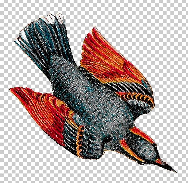 Bird Drawing PNG, Clipart, Animals, Art, Art On Paper, Beak, Bird Free PNG Download