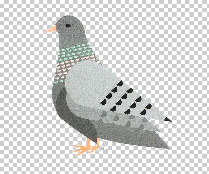 Domestic Pigeon Columbidae Bird Fancy Pigeon Printing PNG, Clipart, Animals, Background Gray, Beak, Cartoon, Cher Ami Free PNG Download