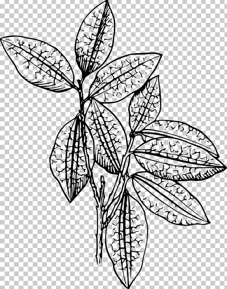 Plant PNG, Clipart, Aloe Vera, Artwork, Black And White, Branch, Butterfly Free PNG Download