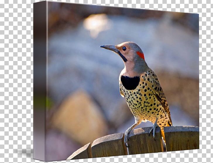 Northern Flicker Bird Stock Photography PNG, Clipart, Animals, Beak, Bird, Bird Nest, Blacknaped Oriole Free PNG Download