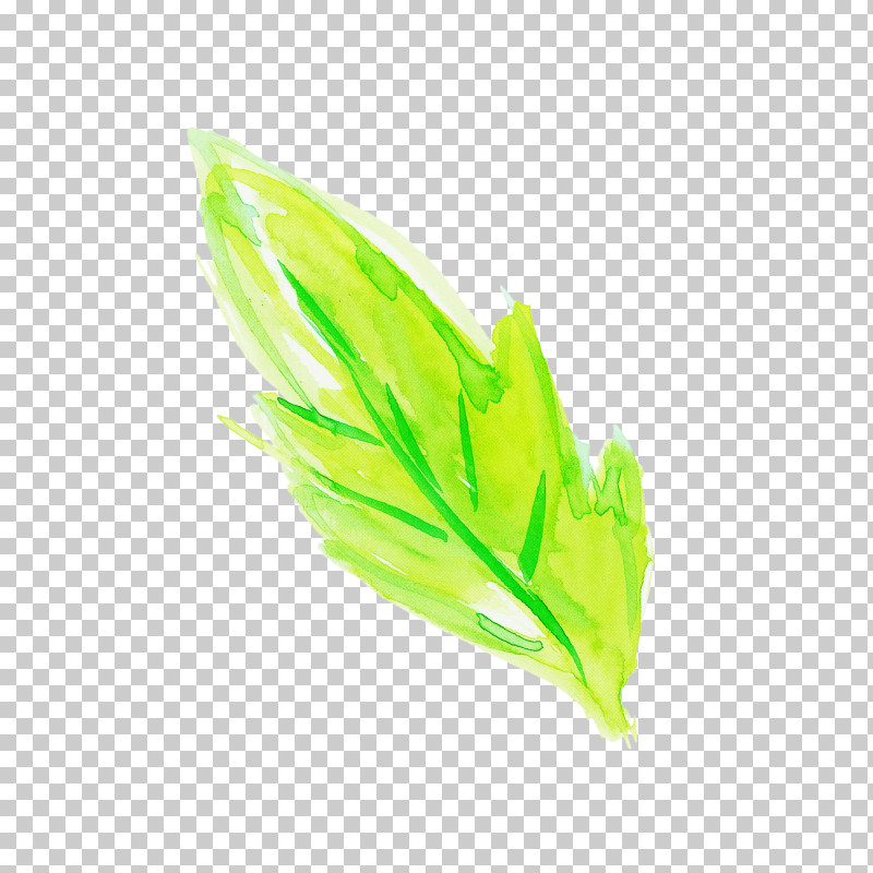 Feather PNG, Clipart, Chlorophyta, Feather, Grass, Green, Leaf Free PNG Download