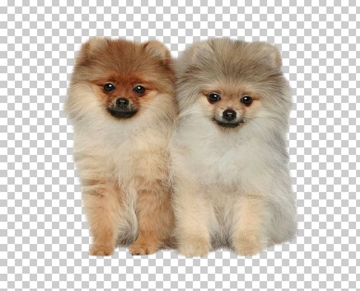Pomeranian Shiba Inu German Spitz Puppy PNG, Clipart, 1tetradecanol, Animals, Carnivoran, Companion Dog, Dog Breed Free PNG Download