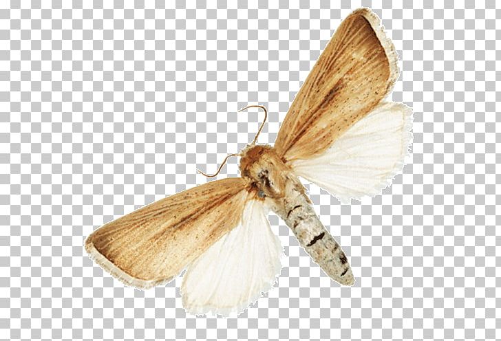 Silkworm Insect Turnip Moth Butterflies And Moths Fruit Flies PNG, Clipart, Animals, Arthropod, Bombycidae, Bombyx Mori, Butterflies And Moths Free PNG Download