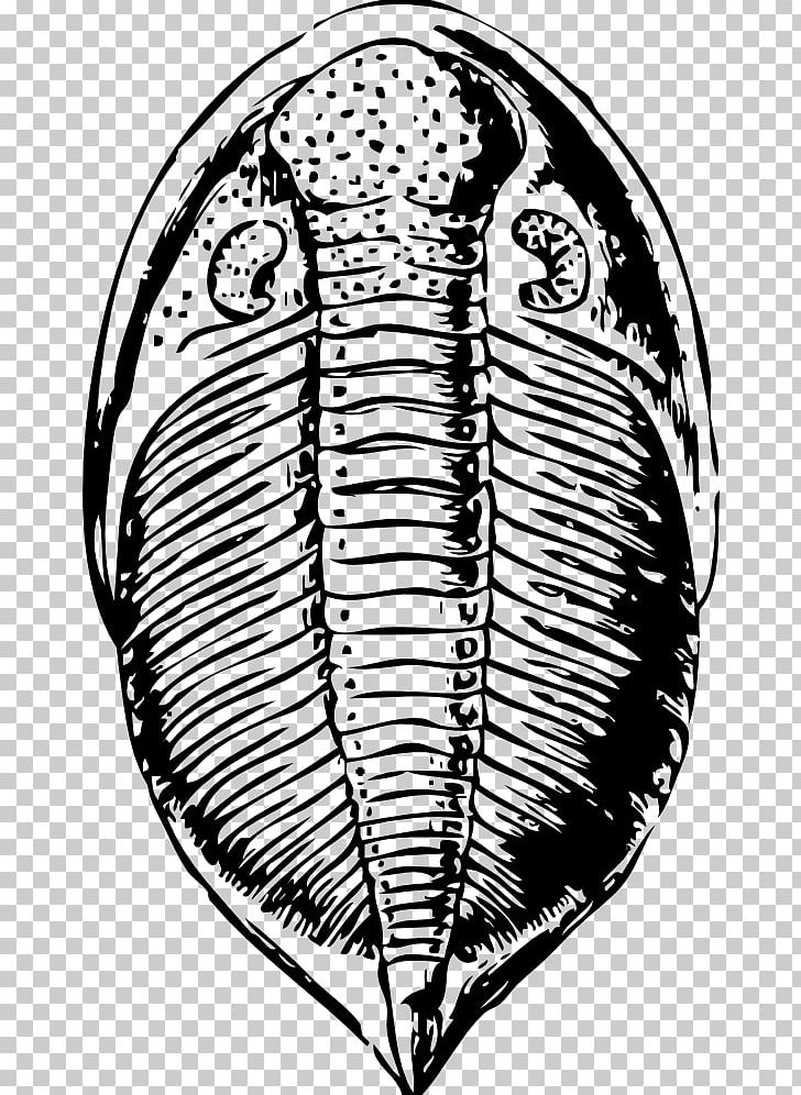 Trilobite Fossil Trochitenkalk Formation PNG, Clipart, Arthropod, Black And White, Calymene, Circle, Computer Icons Free PNG Download