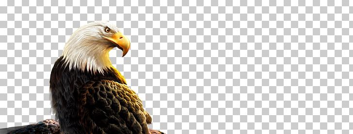 Bald Eagle Bird Stock Photography Beak PNG, Clipart, Accipitriformes, Animals, Bald Eagle, Beak, Bird Free PNG Download
