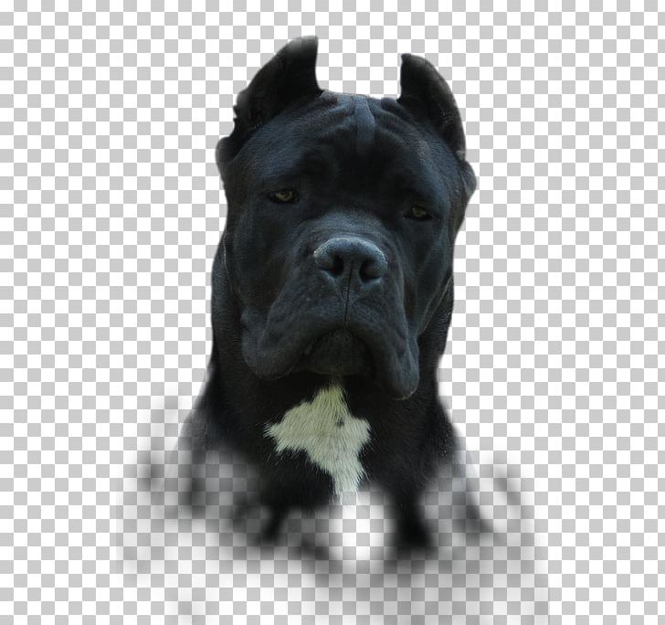 Cane Corso Presa Canario Dog Breed Guard Dog Snout PNG, Clipart, Breed, Cane, Cane Corso, Carnivoran, Chile Free PNG Download