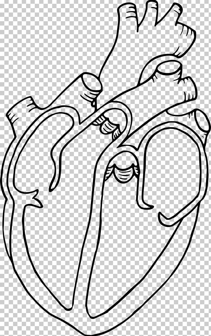 Diagram Heart Anatomy Drawing PNG, Clipart, Area, Arm, Art, Black, Black And White Free PNG Download