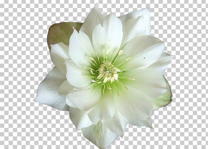 Flower White Jasmine Desktop PNG, Clipart, Blue, Cut Flowers, Desktop Wallpaper, Flower, Flowering Plant Free PNG Download