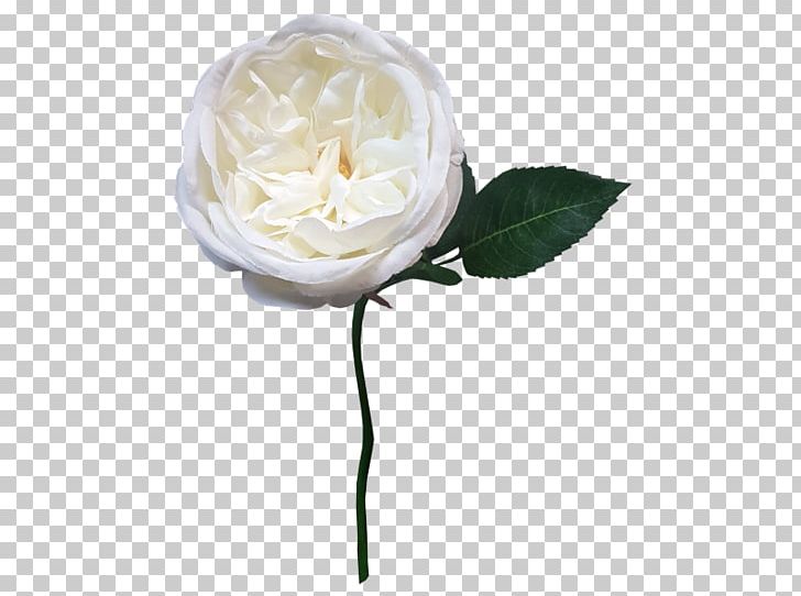 Garden Roses Cabbage Rose Cut Flowers Petal PNG, Clipart, Cut Flowers, Flower, Flowering Plant, Garden, Garden Roses Free PNG Download