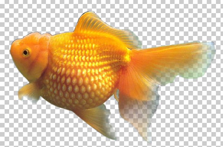 Goldfish Resolution PNG, Clipart, Animals, Aquarium, Bony Fish, Download, Editing Free PNG Download
