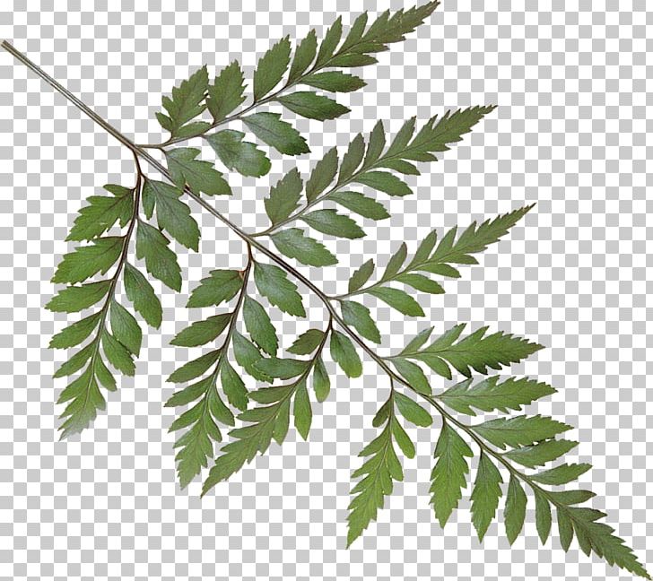 Leaf Tree PNG, Clipart, Archive File, Branch, Leaf, Leaves Vector, Organism Free PNG Download