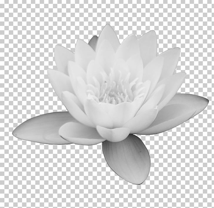 Monochrome Photography Black And White PNG, Clipart, Black And White, Flower, Flowering Plant, Javascript, Lotus Leaf Free PNG Download