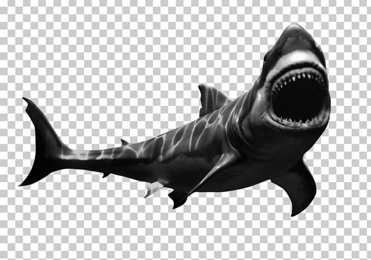 Requiem Sharks Bossa Nova Xd Mall De Goa Film Wildlife PNG, Clipart, Black And White, Cartilaginous Fish, Cinema, Dinosaur, Film Free PNG Download