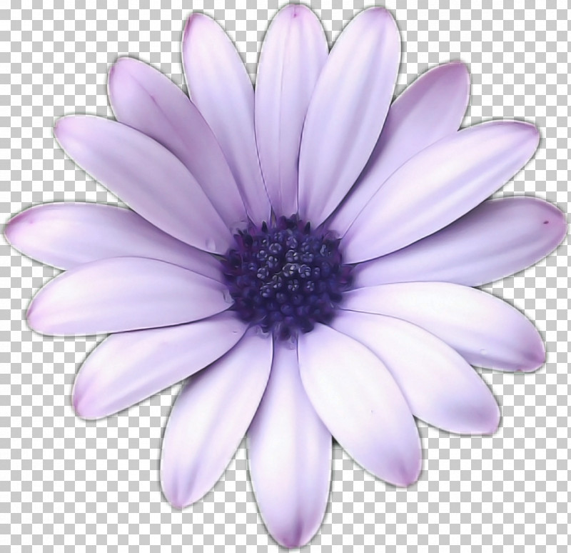 Chrysanthemum Transvaal Daisy Marguerite Daisy Close-up Argyranthemum PNG, Clipart, Argyranthemum, Chrysanthemum, Closeup, Marguerite Daisy, Transvaal Daisy Free PNG Download
