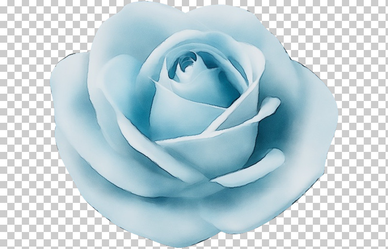 Garden Roses PNG, Clipart, Blossom, Blue, Cabbage Rose, Cut Flowers, Floribunda Free PNG Download