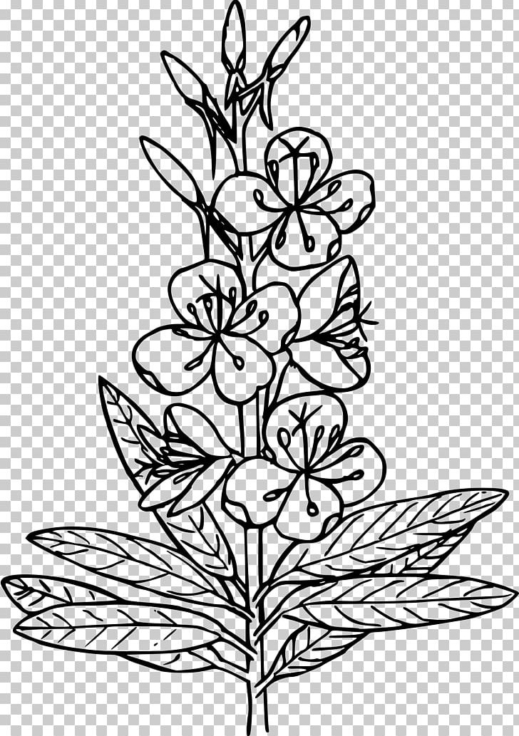 Coloring Book Fireweed Herb Blake Studies In Japan; A Bibliography Of Works On William Blake Published In Japan 1893-1993 PNG, Clipart, Artwork, Black And White, Book, Branch, Color Free PNG Download