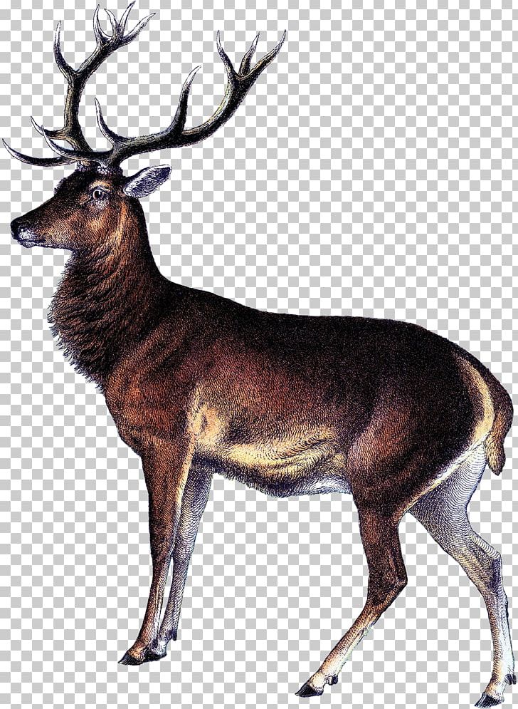 Reindeer White-tailed Deer Elk Deer Hunting PNG, Clipart, Antler, Art, Camping, Cartoon, Cave Painting Free PNG Download