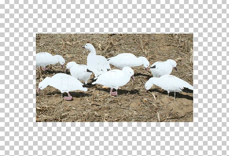 Snow Goose Duck Decoy Cygnini PNG, Clipart, Animals, Barbizon Modeling Of Wilkesbarre, Beak, Bird, Canada Goose Free PNG Download