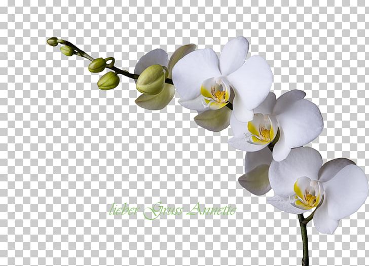 Cut Flowers Artificial Flower Floral Design PNG, Clipart, Artificial Flower, Blossom, Branch, Cut Flowers, Cymbidium Free PNG Download