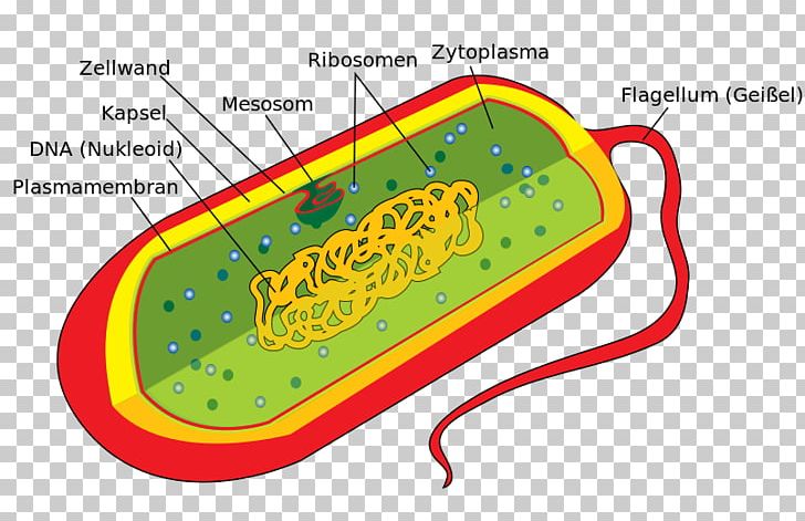 Bacterial Cell Structure Prokaryote Eukaryote PNG, Clipart, Area, Bacteria, Bacterial Cell Structure, Cell, Cell Membrane Free PNG Download