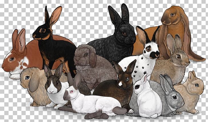 Domestic Rabbit Netherland Dwarf Rabbit Flemish Giant Rabbit Rex Rabbit Belgian Hare PNG, Clipart, Animals, Belgian Hare, Breed, Chinchilla Rabbit, Cuniculture Free PNG Download