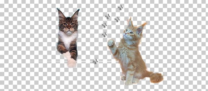 Kitten Whiskers Saskakhan Maine Coon Zucht Cattery PNG, Clipart, Carnivoran, Cat, Cat Like Mammal, Cattery, Fauna Free PNG Download