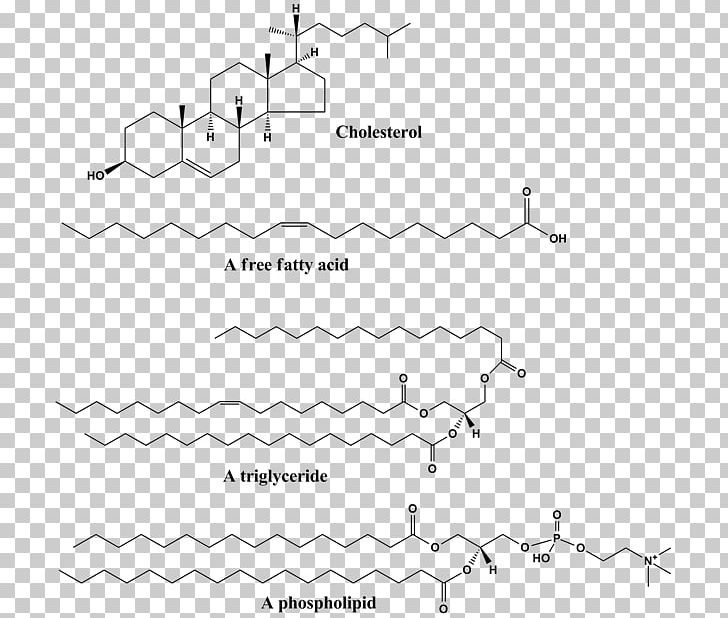 Protein–lipid Interaction Structure Triglyceride Phospholipid PNG, Clipart, Amphiphile, Angle, Area, Biological Membrane, Biomolecule Free PNG Download