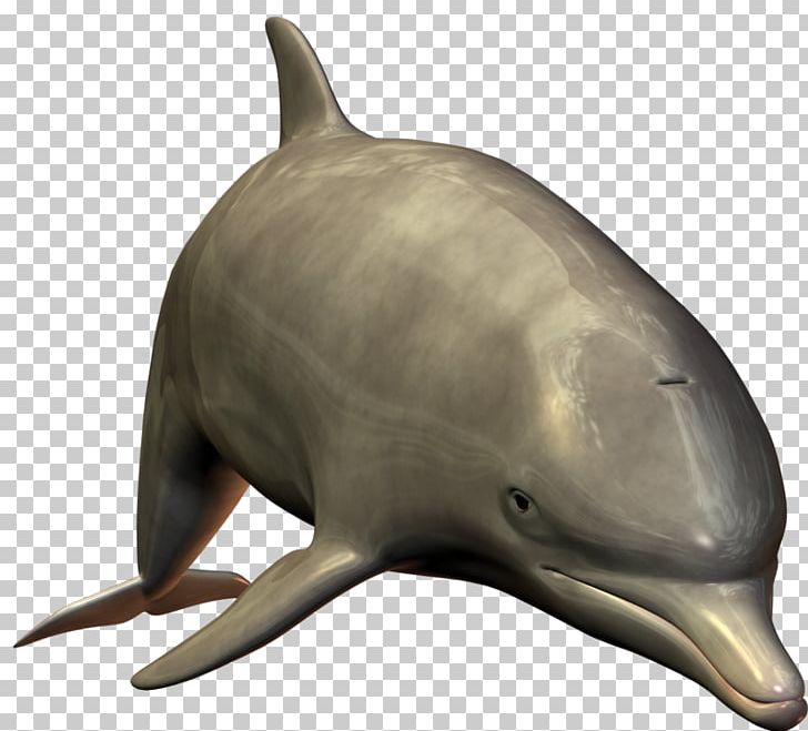 Dolphin Web Browser PNG, Clipart, Animals, Baiji, Bottlenose Dolphin, Fauna, Image File Formats Free PNG Download