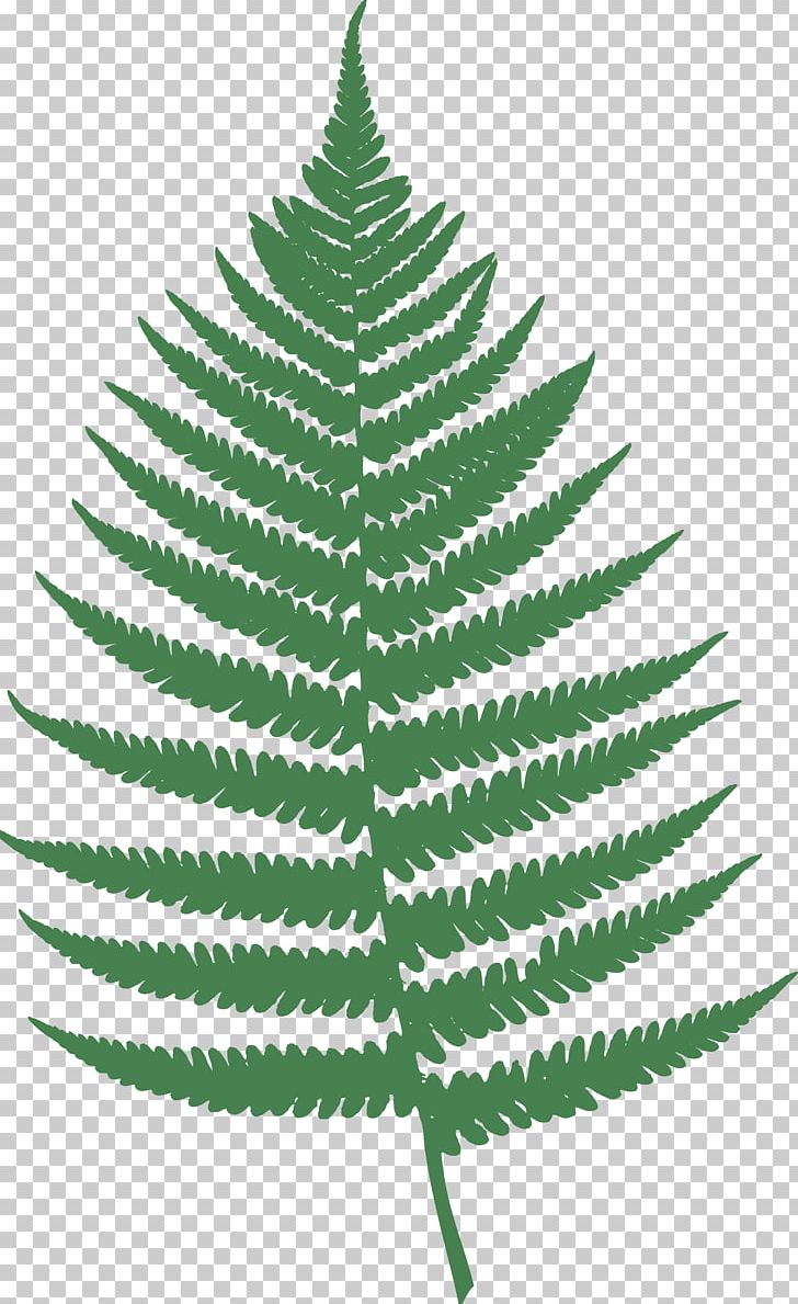 Fern Leaf Burknar PNG, Clipart, Black And White, Botanical Illustration, Branch, Burknar, Chlorophyll Free PNG Download