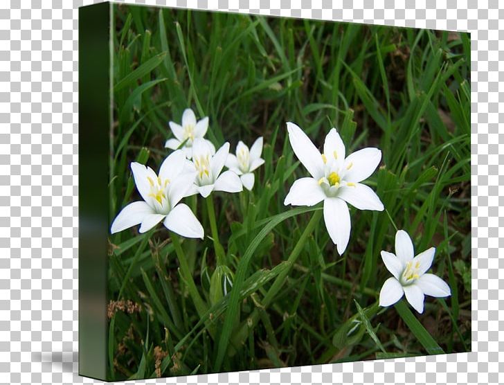 Narcissus Lawn Wildflower Herbaceous Plant PNG, Clipart, Flora, Flower, Flowering Plant, Grass, Herbaceous Plant Free PNG Download