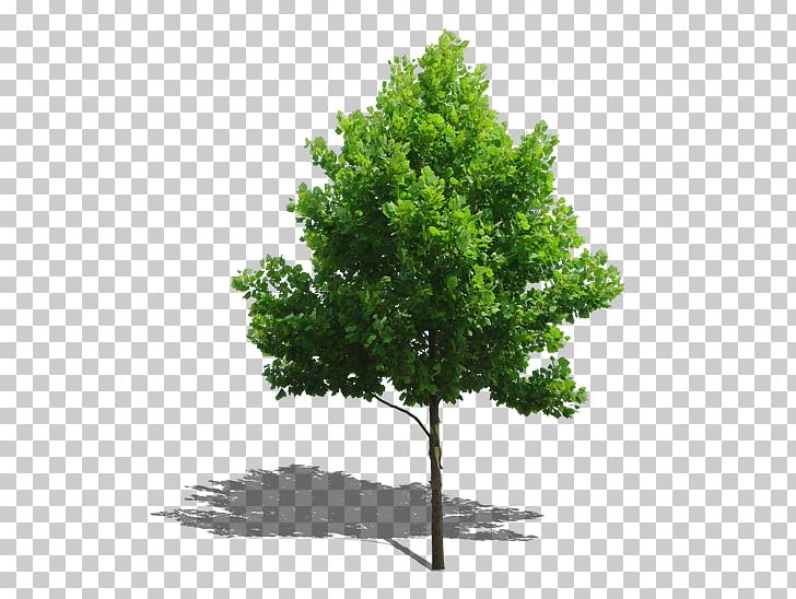 Tree Plant Computer File PNG, Clipart, Autumn Tree, Branch, Christmas Tree, Computer File, Download Free PNG Download