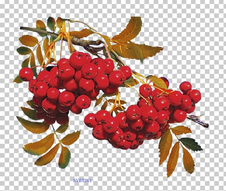 Branch Shrub Euclidean Drawing PNG, Clipart, Berry, Branch, Coquelicot, Digital Image, Drawing Free PNG Download