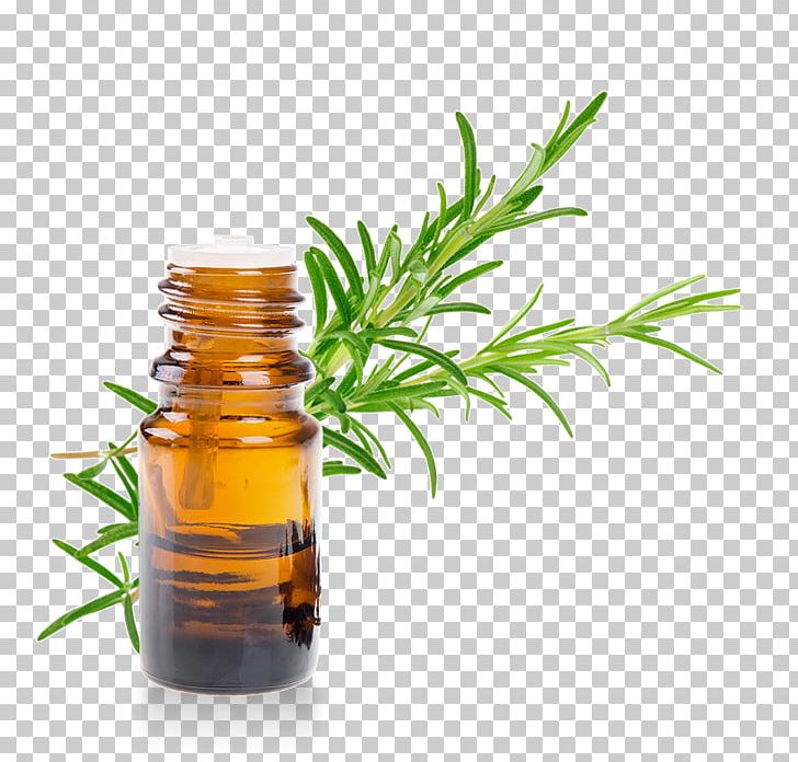 Essential Oil Rosemary Vinaigrette Herb PNG, Clipart, Almond Oil, Aloysia Citrodora, Camphor, Camphor Tree, Coconut Oil Free PNG Download