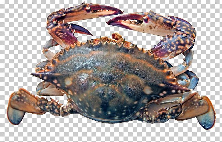 Horsehair Crab Portunidae Sea Chinese Mitten Crab PNG, Clipart, Animals, Animal Source Foods, Aquatic, Chesapeake Blue Crab, Crab Free PNG Download