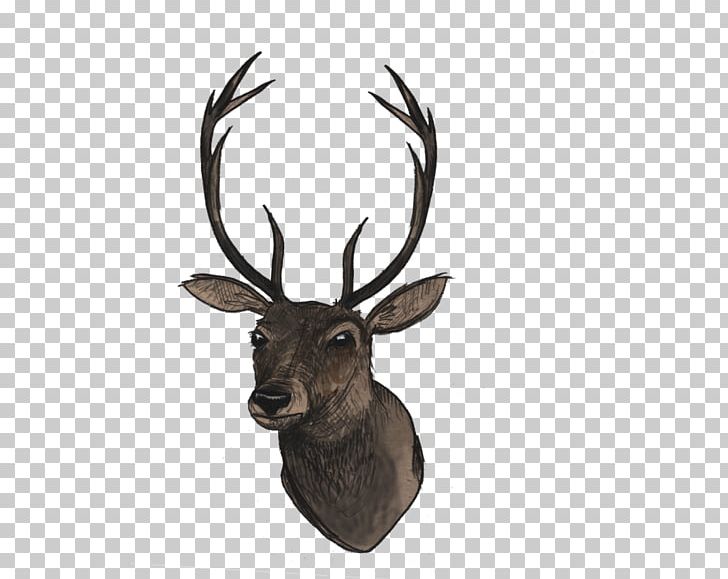 White-tailed Deer PNG, Clipart, Animals, Antler, Axis, Deer, Download Free PNG Download
