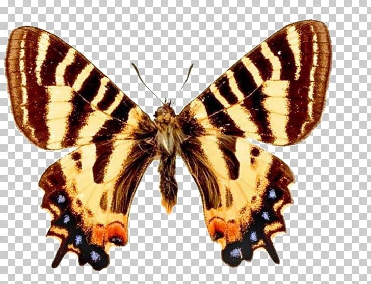 Butterfly Luehdorfia Bilateria Protographium Marcellus Axial Symmetry PNG, Clipart, Animal, Arthropod, Biology, Blue Butterfly, Brush Footed Butterfly Free PNG Download