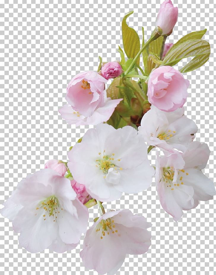 Flower Blossom PNG, Clipart, Apples, Blossom, Branch, Cerasus, Cherry Blossom Free PNG Download