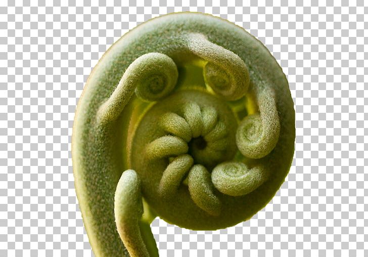 Root Vegetables Food Fiddlehead Fern PNG, Clipart, Cooking, Eating, Fiddlehead Fern, Food, Food Drinks Free PNG Download