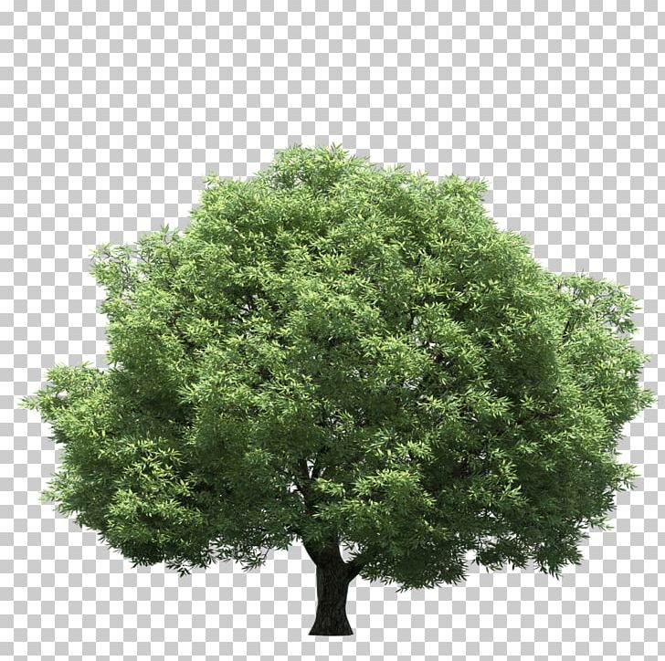 Tree Stock Photography PNG, Clipart, Art, Can Stock Photo, Download, Drawing, Evergreen Free PNG Download