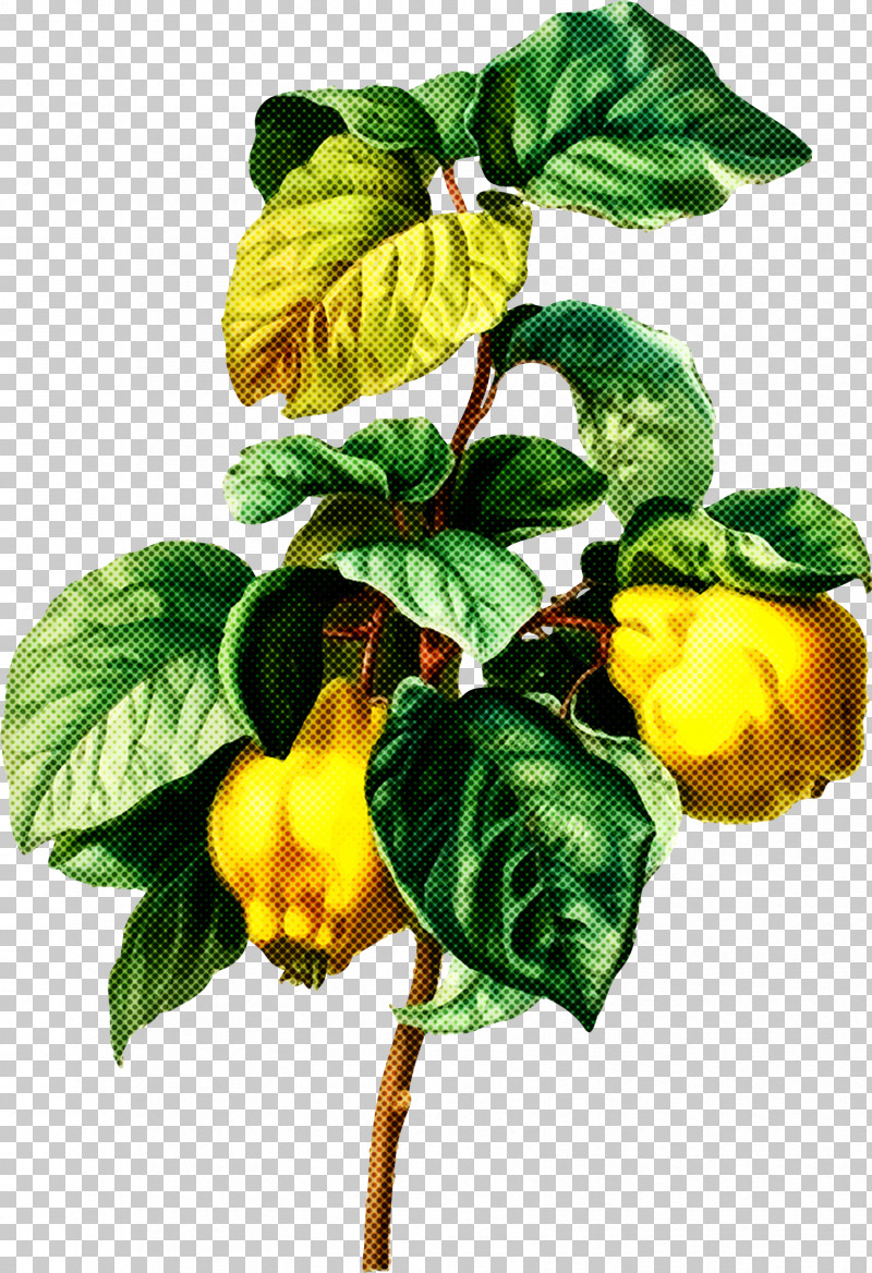 Plant Flower Yellow Leaf Fruit PNG, Clipart, Flower, Food, Fruit, Houseplant, Leaf Free PNG Download