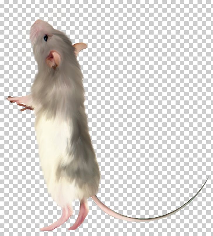 Computer Mouse Rat Fancy Mouse PNG, Clipart, Animals, Computer Mouse, Desktop Wallpaper, Fancy Mouse, Fauna Free PNG Download